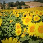 champ de tournesol en fleurs sur la commune de Mauvezin