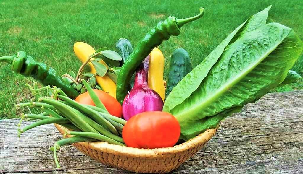 Corbeille de légumes du jardin : haricots verts, tomates rouges, piments verts, courgettes, concombres et salade