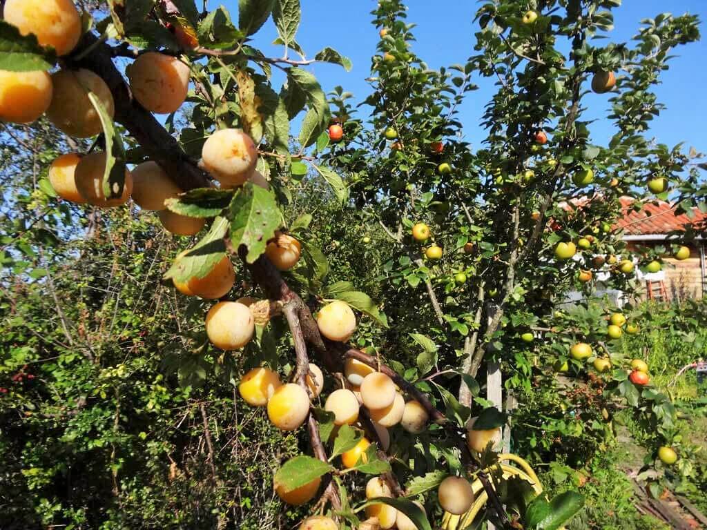 branche avec mirabelles jaunes