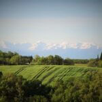 vue sur la chaîne des Pyrénées au loin et champ de blé vert au premier plan